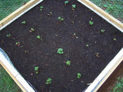 Post Strawberry Season Image